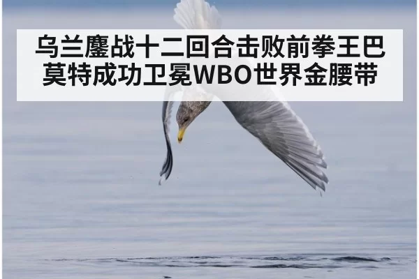乌兰鏖战十二回合击败前拳王巴莫特成功卫冕WBO世界金腰带